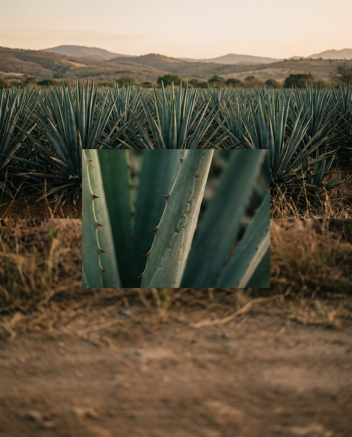Cultivo de Agave