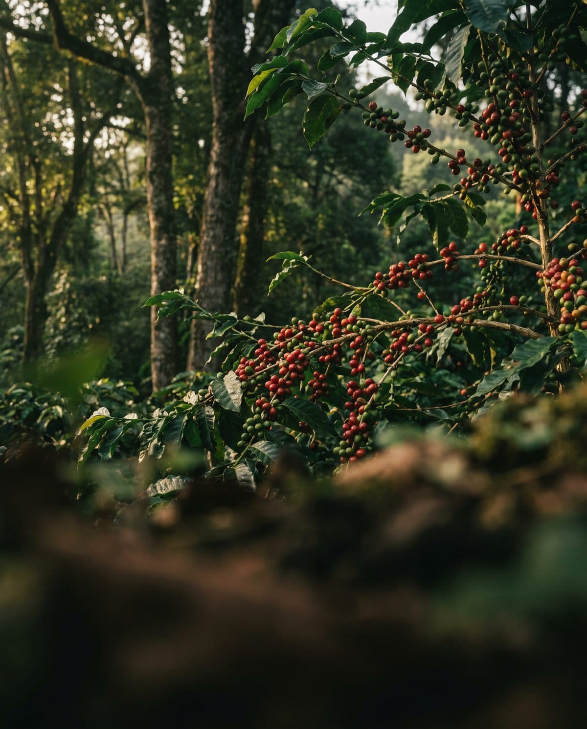 Cultivo de Café