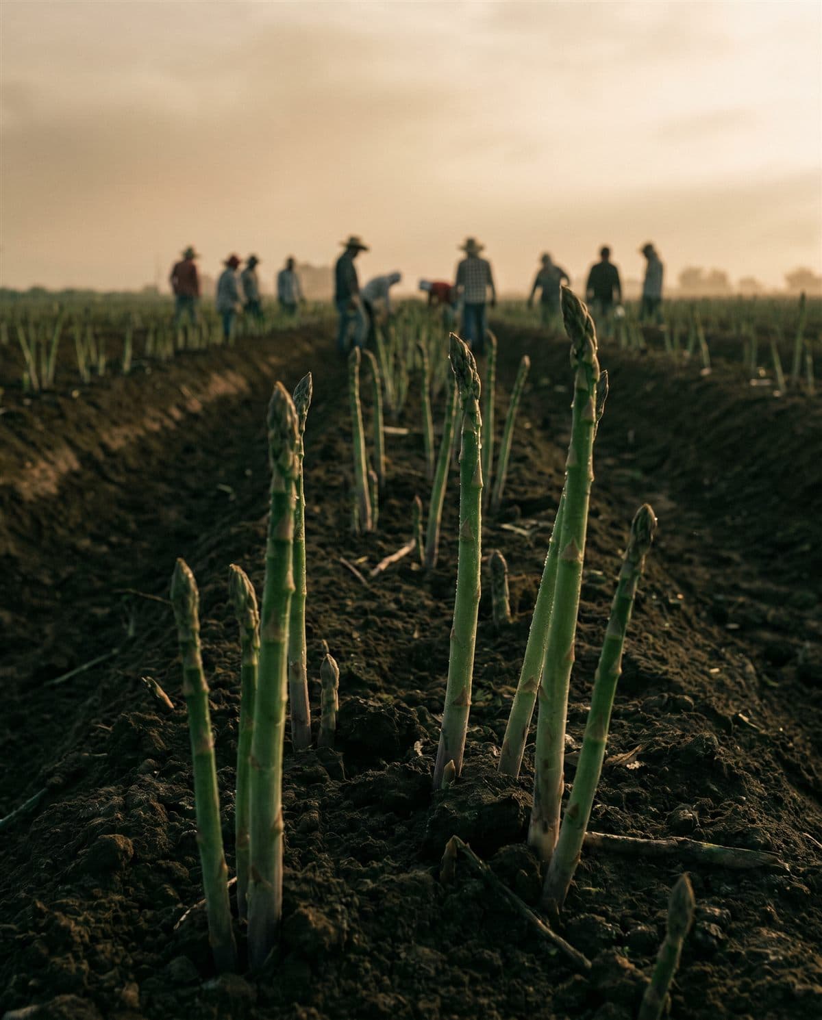 Cultivo de Espárrago