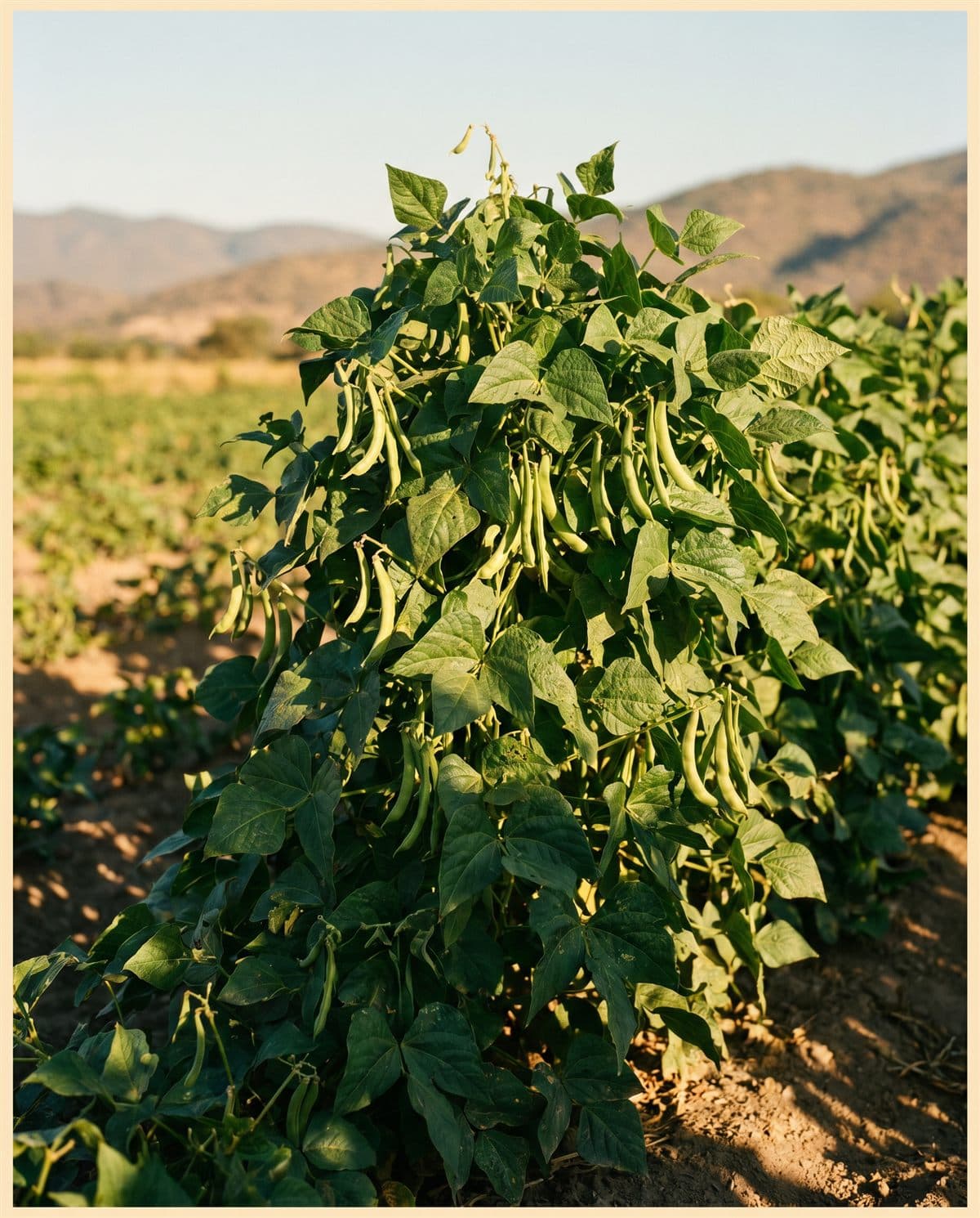 Cultivo de Frijol