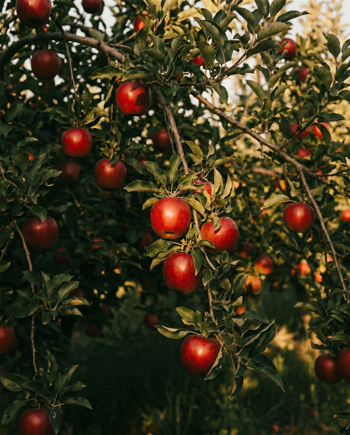 Cultivo de Manzana