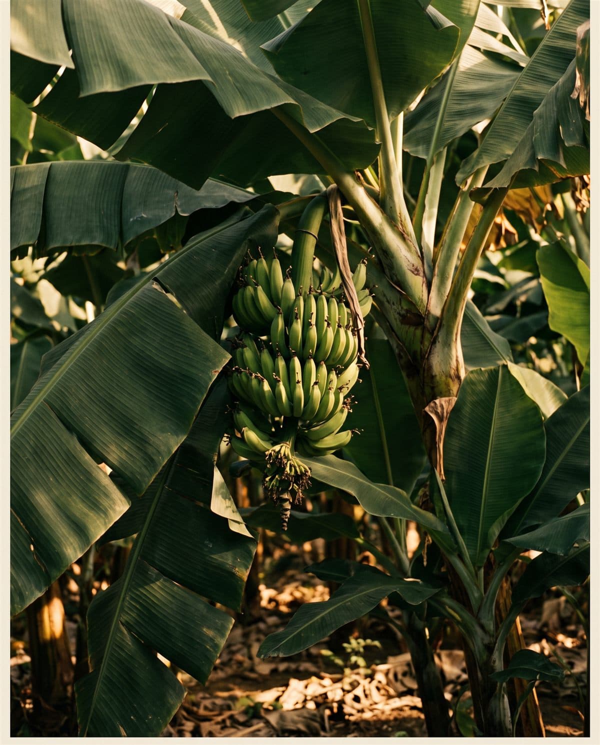 Cultivo de Plátano