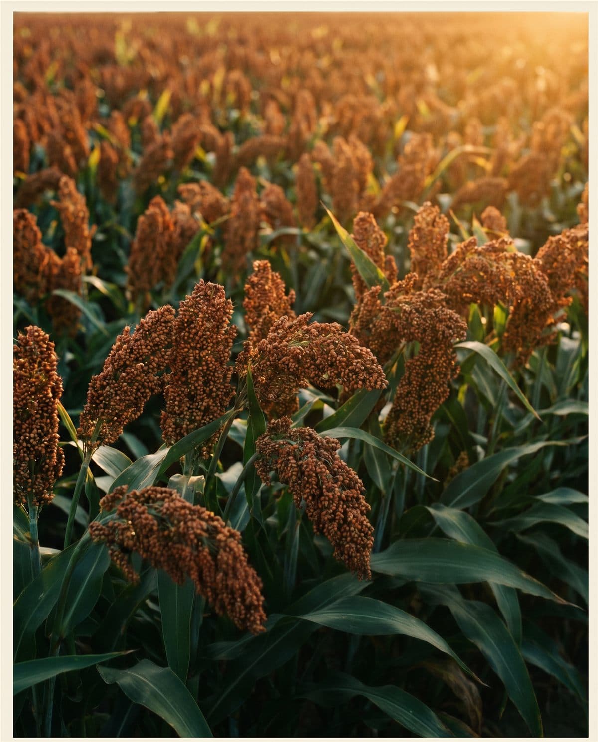 Cultivo de Sorgo